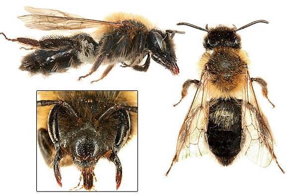 NECK SQUARE EARLY SPECIES (MAR-JULY) 4 SPECIES Face hairs dark Andrena lapponica 12-14mm Ginger hairs on thorax Abdomen black Hind tibia with dark hairs but femur with shock of