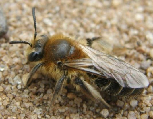 Largely black June - August Andrena barbilabris Thorax & face with ginger or yellowish hairs.