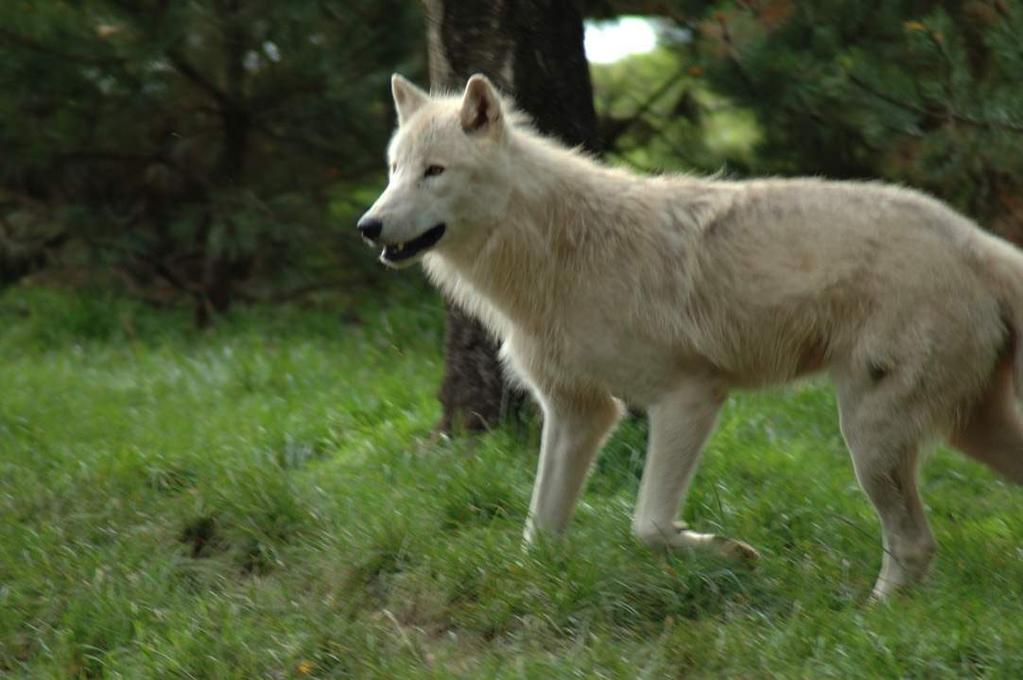 Wolves Like their Food Arctic wolves are active pack animals, which have evolved to hunt for their food. They have very sharp teeth as well as powerful jaws.