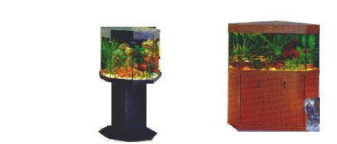 Marine animals are more expensive than the freshwater fish. Maintenance costs, however, are not much higher than a freshwater aquarium.