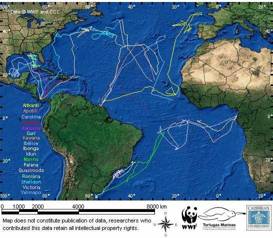 VI - Migrations The figure 13 below visualizes the migration of all leatherbacks in the Atlantic Ocean fitted with ARGOS satellite transmitters in the framework of the Trans Atlantic Migration