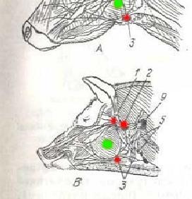 Pig head: dissected and examined are the submandibular lymph nodes (for anthrax and