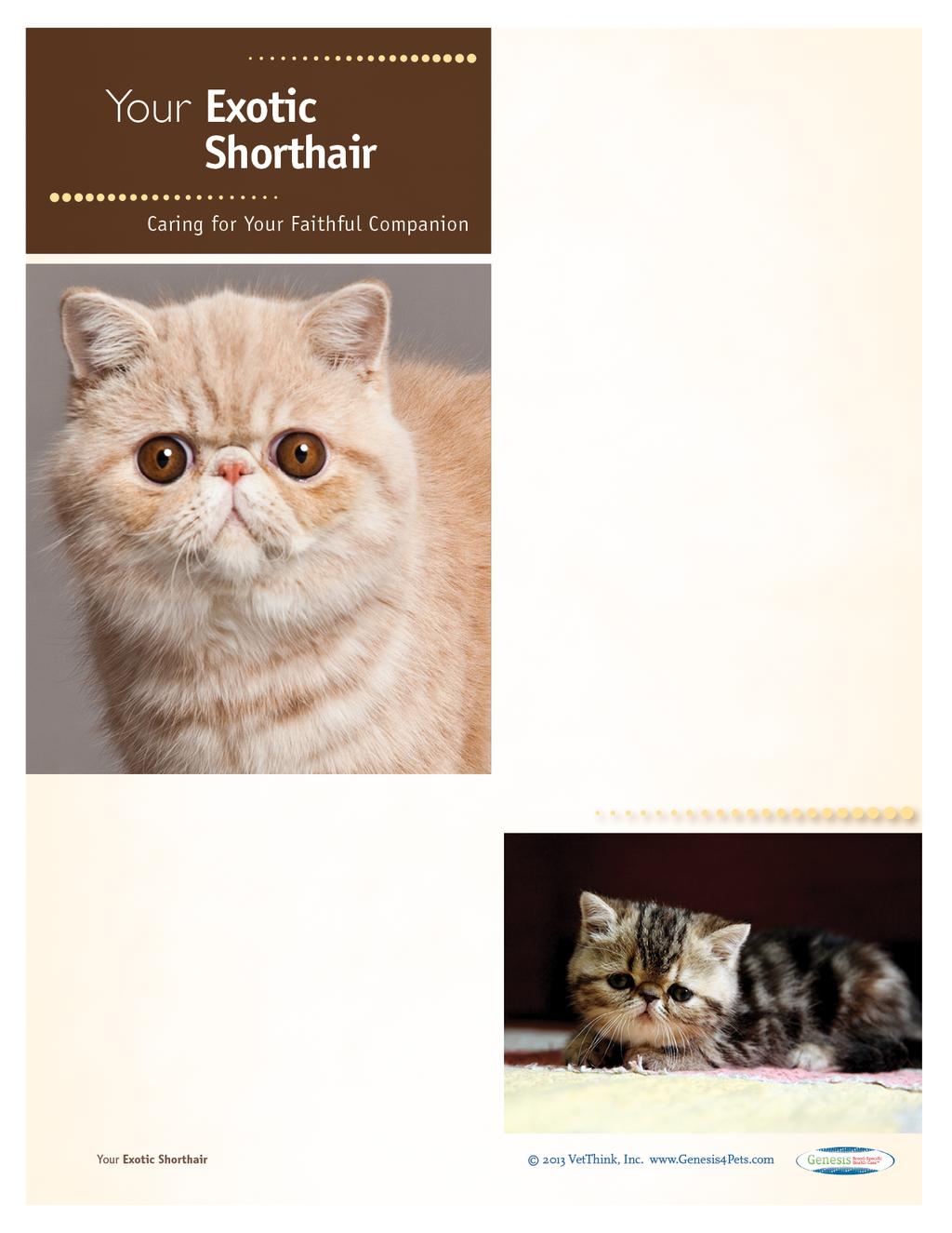 Exotic Shorthairs: What a Unique Breed! Your cat is special! She senses your moods, is curious about your day, and has purred her way into your heart.