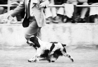 Illustration 18 This unique picture shows tremendous drive. Illustrates great length of stride desirable in the breed.