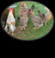Backyard Chicken Workshop 101 by Gary Sims 1 Who We Are Fowling Around SimsFarm, LLC Gary &