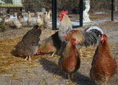 Disclaimers Fowling Around SimsFarm, LLC Sell Poultry and Eggs Affiliate to National Company: