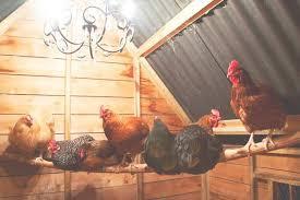 How Do We Start? Is it Legal for me to have Chickens where I live? What kind of Chickens do I want? What kind of Chicken Coop will I need? What kind of Nest Boxes and Roosts should I provide?