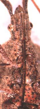 Heteroptera: Alydidae; Front wings with thickened anterior