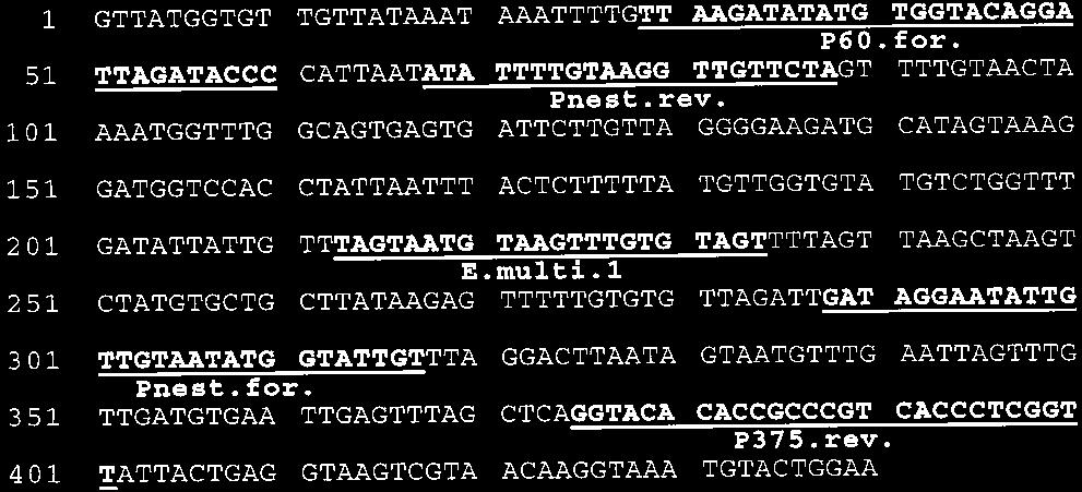 1872 DINKEL ET AL. J. CLIN. MICROBIOL. FIG. 1. Sequence of part of the mitochondrial 12S rrna gene from E. multilocularis. Primers and probe are underlined.