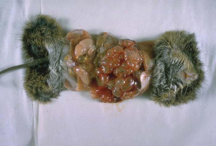 Echinococcus multilocularis Gross pathology of cotton