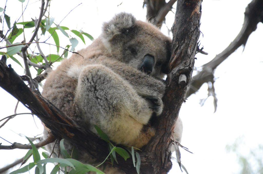 Podcast 76 - Australia's Koalas by Rob McCormack - Friday, May 13, 2016 http://slowenglish.info/?