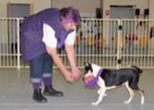 Wagging School Dog Become the best dog trainer!