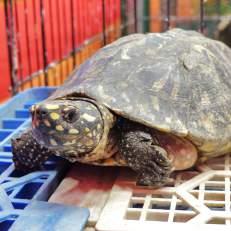 Turtle Geoclemys hamiltonii Minimum no of individuals offered for sale:
