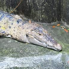 Crocodile Crocodylus mindorensis Minimum no of individuals offered for