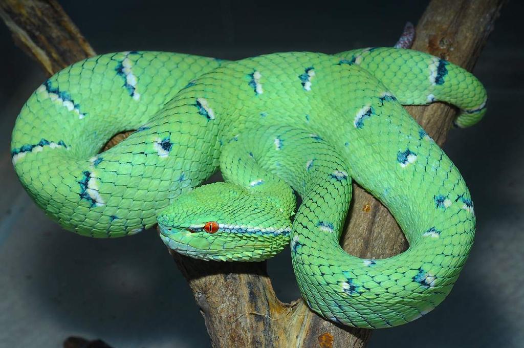 Venomous Snakes The availability of venomous snakes in the Philippine wildlife trade is a cause for concern.