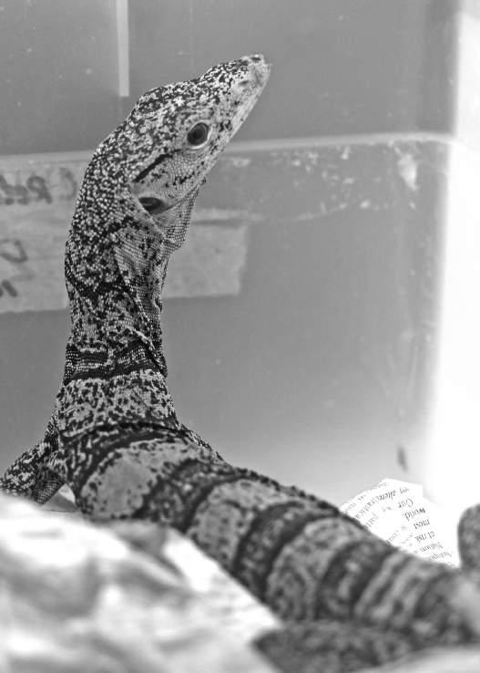 TRADING FACES Utilisation of Facebook to Trade Live Reptiles in the Philippines Emerson Y.