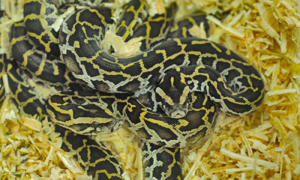 Clockwise from top left: Burmese Python Python bivittatus, Philippine