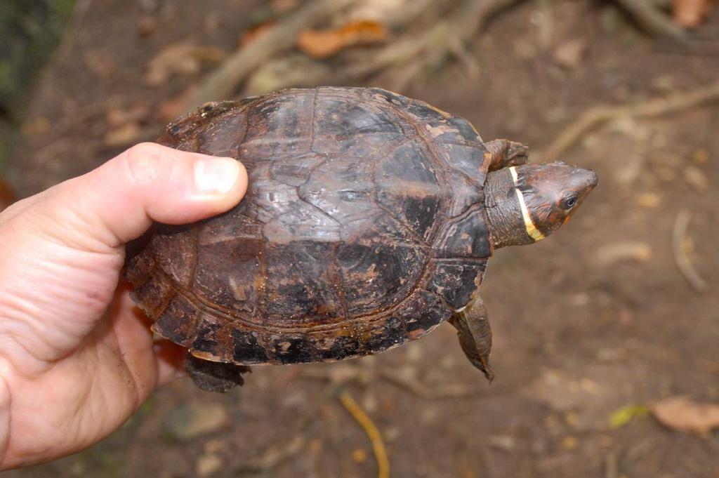 Philippine Forest Turtle Siebenrockiella leytensis Emerson Sy/TRAFFIC Pet Markets Increased enforcement activities by the BMB and deputized wildlife enforcement officers since the enactment of the