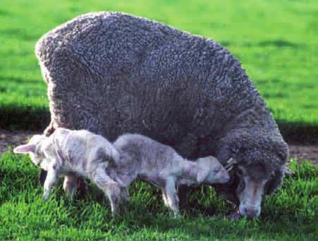 4. Lambing (day 150) 7 Post weaning 6 Pre joining Weaning 5 Lactation 1 Joining Lambing Early Mid Late 4 2 3 The condition score of the ewe at lambing influences birth weight and survival of the lamb.
