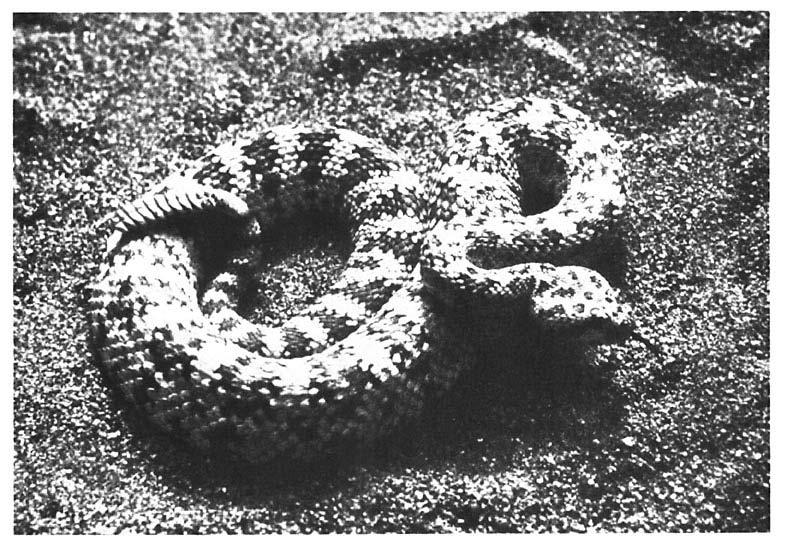North American pit vipers 399 Fig. 2. North American rattlesnake distinguishing characteristics include the wide triangular head, wide thick body and rattle at the tail.