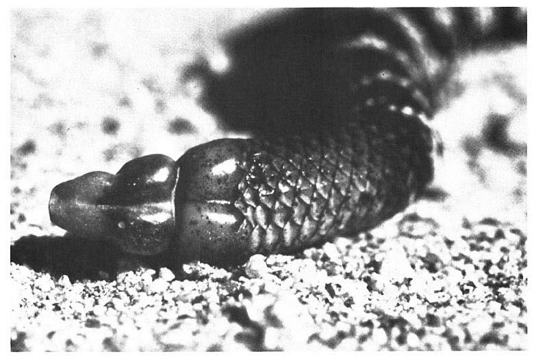 402 Davidson, Schafer and Jones Fig. 3. Close-up of rattlesnake rattle. upon the size of the prey.