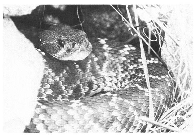 North American pit vipers 403 Fig. 4. Rattlesnake lying under rock with head pointed out. Note the nostrils, eyes and pit, which is located in front of and beneath the eye.