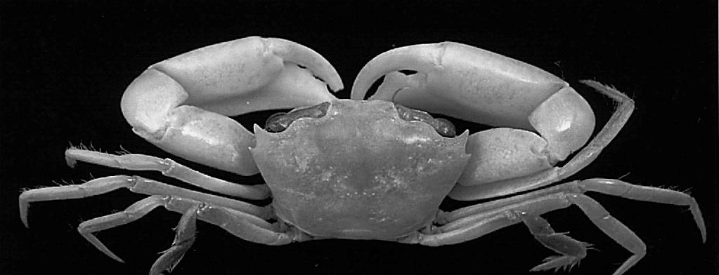 TWO NEW GONEPLAX 1255 Fig. 7. A, Goneplax marivenae n. sp., holotype, male, Balicasag I., Bohol, Philippines, 12:3 18:2 mm, NSMT-Cr 15531; B, Goneplax megalops n. sp., holotype, male, Kerama Is.
