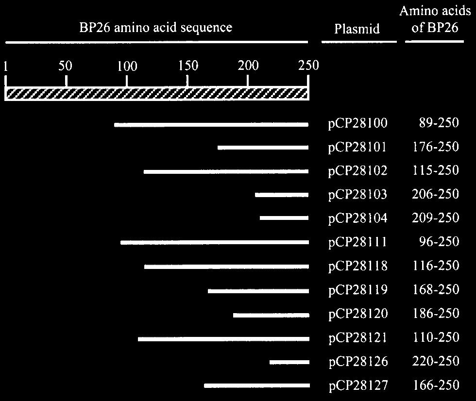 V78/06D11/G06 (lane 17), V78/04D06/B04 (lane 18). FIG. 1. Alignment of the BP26 amino acid sequences from Brucella spp. Amino acid differences for each strain in comparison to the published B.