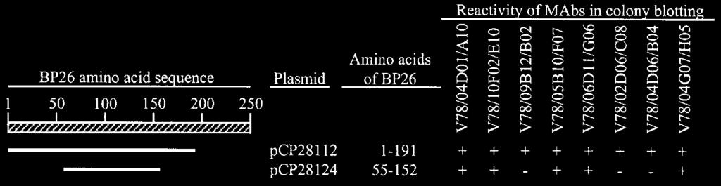 650 SECO-MEDIAVILLA ET AL. CLIN. DIAGN. LAB. IMMUNOL. FIG. 4. BP26-specific MAbs reacting in colony blotting with the BP26 fragments synthesized as fusion proteins with LacZ in E. coli/pcp28112 and E.