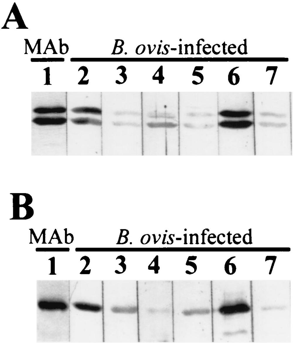 VOL. 10, 2003 B. MELITENSIS BP26 EPITOPE MAPPING FOR DIAGNOSIS 651 from Brucella-free sheep, for the serological diagnosis by indirect ELISA of sheep brucellosis caused by B. melitensis or B. ovis.