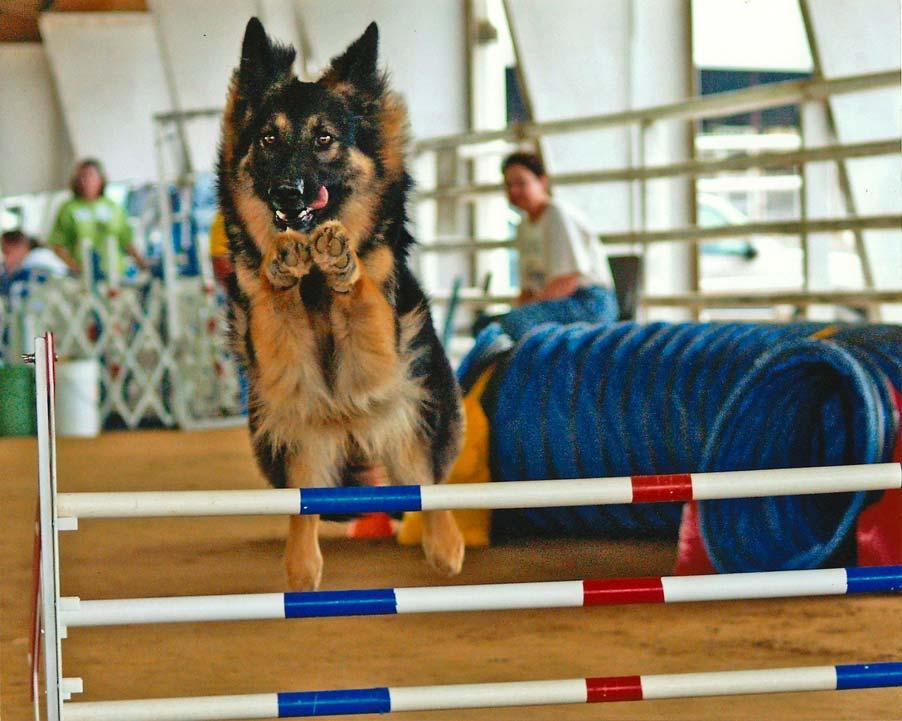 Emma was also awarded the 2006 Agility Victrix award by the GSDC of America. And then this year added the Top Scoring German Shepherd Dog for 2010 from the GSDC of America.