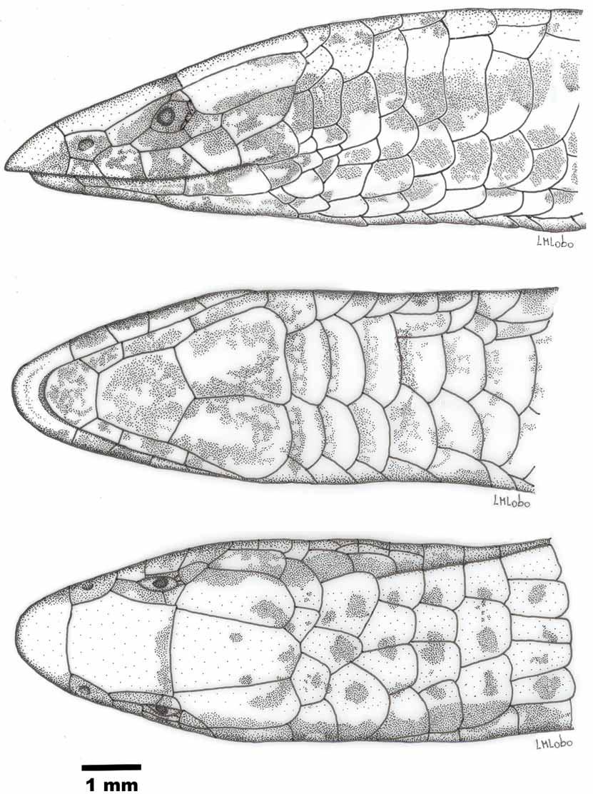 FIGURE 1. Lateral, ventral, and dorsal views of the head of the holotype of Scriptosaura catimbau (MZUSP 98059).