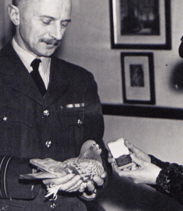 GET WRITING! B. How well do you know some key features of a newspaper article? Answer the questions on The pigeon that saved a RAF bomber crew and Medals for hero animals.