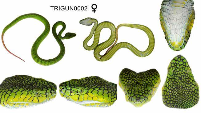 A new species of Trimeresurus from Sumatra Fig. 13. MZB.Ophi.