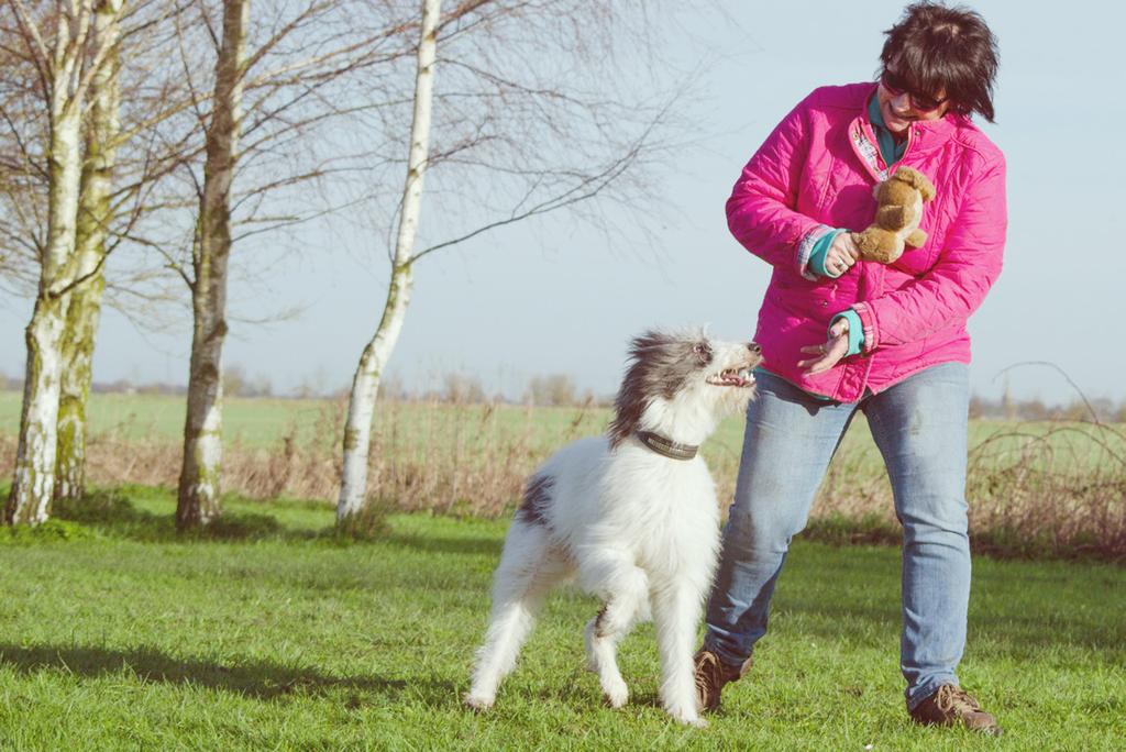 Ensure your dog is sociable and obedient.