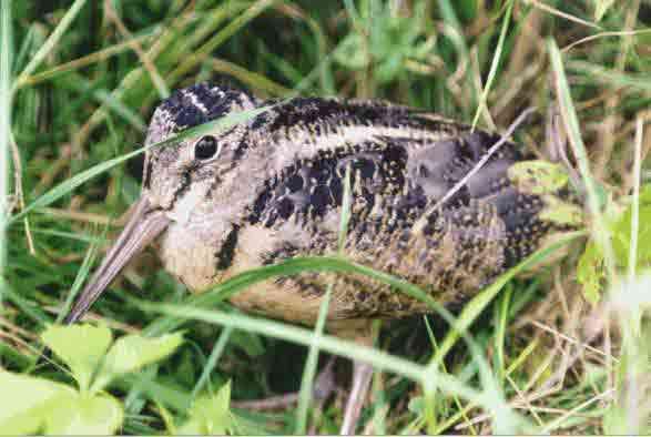Woodcock Ecology Small migratory bird Breeds in Canada and around Great Lakes south to WV Winters in southeast U.