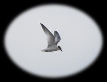 2015 Interior Least Tern