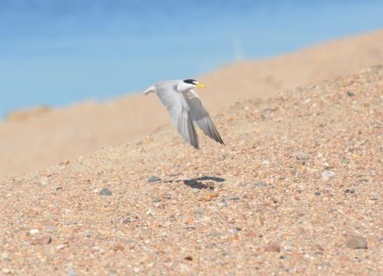 Counts Sandpit-River Surveys, 2001 2015: During 2015, we observed the most least terns amongst the river and sandpits combined than we had since 2001.