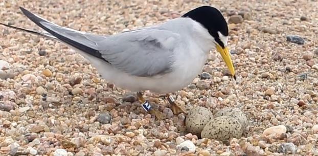 Least Terns: Least tern nests were observed and monitored at 11 of the 15 sandpits and 1 of the 6 riverine sites monitored during 2015 (Table 8, Figure 9).