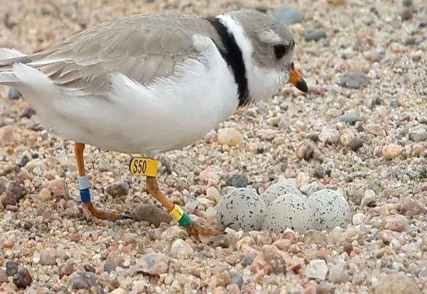 Central Platte River sandpits and sandbars. This study will address three specific objectives that will contribute to the understanding of habitat use by least terns and piping plovers in the CPRV: 1.