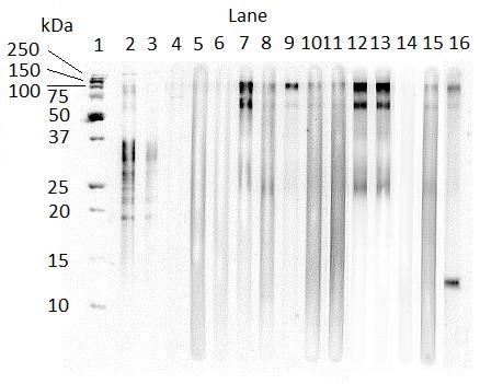Figure 4.6. Western blot of larval P. equorum ESA recognized by P. equorum naturally infected equine IgG(T), B. procyonis or T. canis inoculated rabbit IgG, and T. canis naturally infected canine IgG.