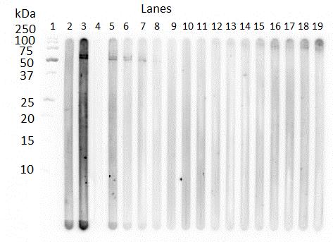 Figure 5.1. Western blot of VSF2, Mare4, and earliest Foal4 samples with IgM recognition of larval P. equorum ESA.