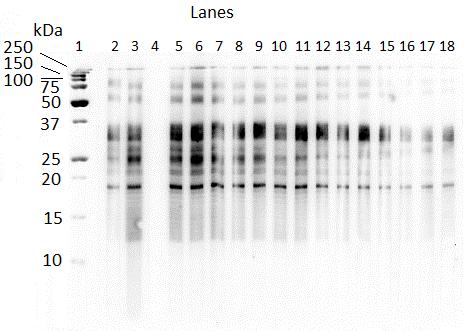 Figure 5.4. Western blot of earliest Foal3 samples with IgG(T) recognition of larval P. equorum ESA.