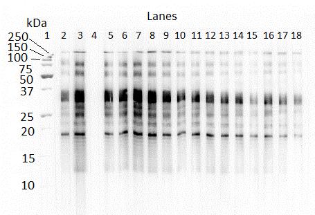 Figure 5.5. Western blot of earliest Foal4 samples with IgG(T) recognition of larval P. equorum ESA.