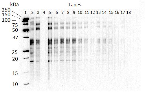 Figure 5.7. Western blot of earliest Foal13 samples with IgG(T) recognition of larval P. equorum ESA.