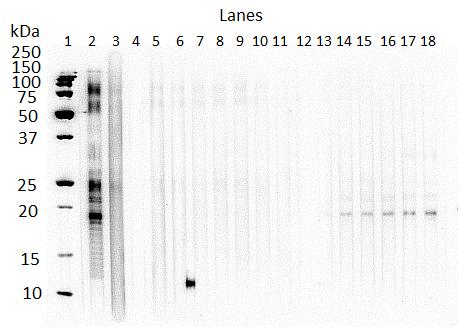 Figure 5.9. Western blot of earliest Foal1 samples with IgG(T) recognition of larval P. equorum ESA.