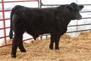 His dam has a perfect udder and does a fantastic job raising calves. Exciting potential! 19 A/C United 306C DOB: 2/20/15 :: ASA# 3083971 :: Tattoo: 306C :: 1/2 Simmental 1/2 Angus Act.