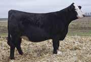 1 73.3 122.9 3.4 22.5 59.1 10.6 45.0-0.05 0.38 0.000 0.60 113.1 75.7 A/C United is a moderate framed, deep bodied bull with some definite pizazz! He should be a high growth option with carcass merit.