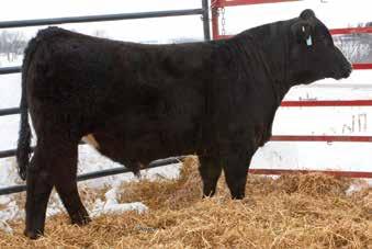C522 is a ¾ blood out of HL Ms Kara, who we purchased at National Western s The One sale. C523 is a double-bred Make It Rain who is built the most like his daddy of the group.