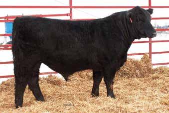 7 22.0-0.14 0.25-0.025 0.38 95.2 55.6 Consignor: Willie Morris Cattle Company This Vindication halfblood is absolutely a power bull that will bring added pounds to the table.